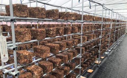 山口県産しいたけ「ひよりちゃん」バラエティセット【ひよりの里】