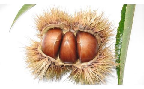 がんね栗ロール 2本セット (360g×2本入り)【がんね栗の里】