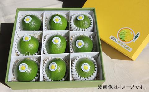 瀬戸内マイヤーレモン　ＸＬサイズ（約150g）9個入り