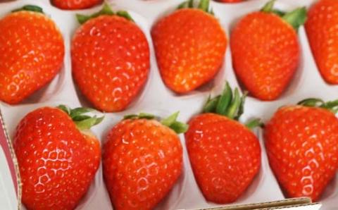 山口県岩国市産「いちご」2パック（1パック380g（8粒～18粒）×2）化粧箱入り ※プラス個包装2個