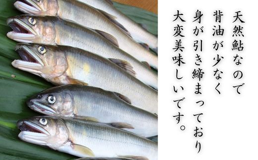 錦川産 天然鮎 冷凍 1kg 10匹程度 落ち鮎 子持ち アユ【錦川漁業協同組合】
