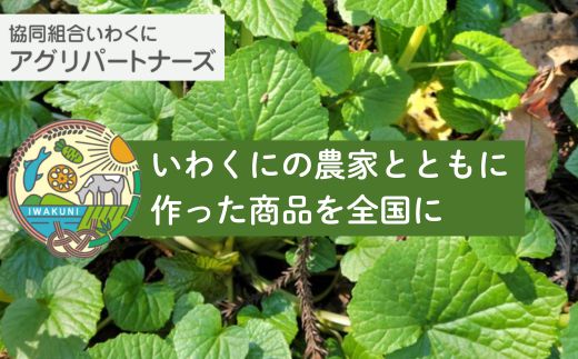きぬむすめ 5kg 岩国市産 精米【いわくにアグリパートナーズ】