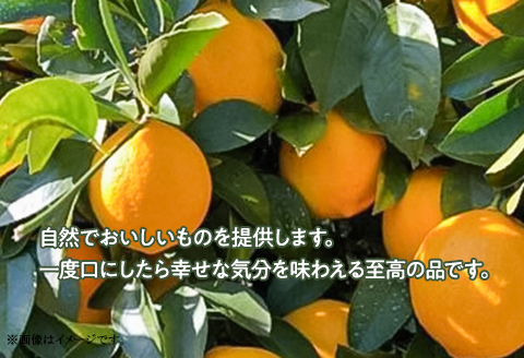 無添加 手作りジャム 6個 食べ比べ (いちご ブルーベリー マイヤーレモン 各2個入り）