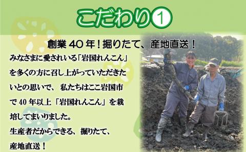 由美屋特選！岩国産れんこん3kg(土付き)【有限会社 由美屋】