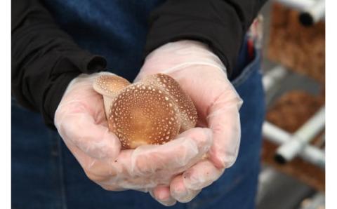 山口県産しいたけ「ひよりちゃん」バラエティセット【ひよりの里】
