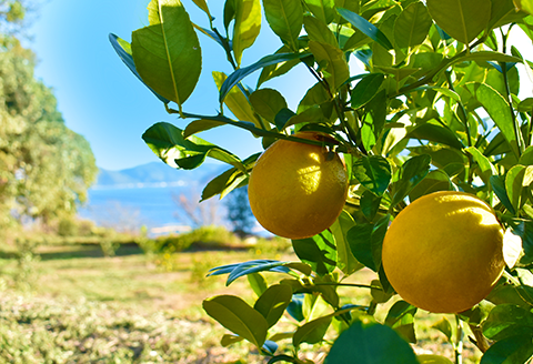 そのまんまのマイヤーレモン(レモンジュース：ストレート 計1.8L)900ml×2本入り【神東ファーム】