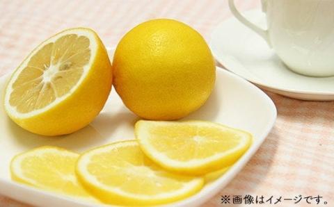 瀬戸内マイヤーレモン【16個入り】ＸＬサイズ（約150g）