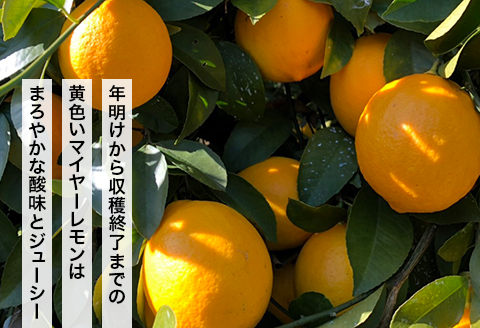 瀬戸内マイヤーレモン収穫体験【株式会社神東ファーム】