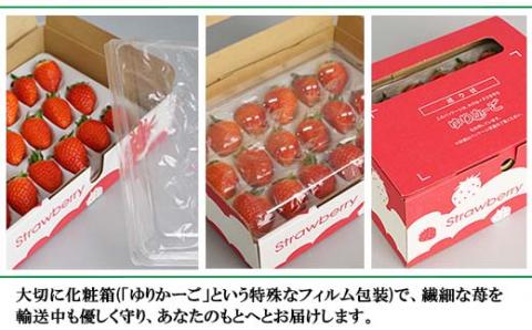山口県岩国市産「いちご」2パック（1パック380g（8粒～18粒）×2）化粧箱入り ※プラス個包装2個