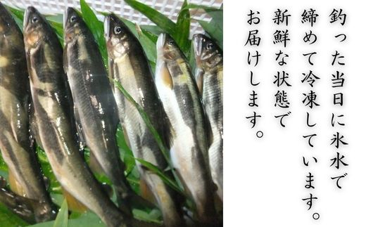 錦川産 天然鮎 冷凍 1kg 10匹程度 落ち鮎 子持ち アユ【錦川漁業協同組合】