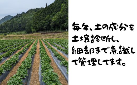 山口県岩国市産 さつまいも シルクスイート 金時 4.8kg 国産