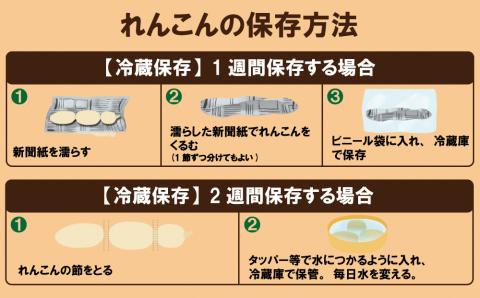 由美屋特選！岩国産れんこん(洗い)２kg【有限会社 由美屋】