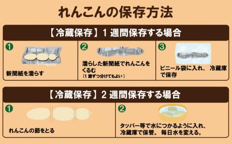 由美屋特選！岩国産れんこん3kg(土付き)【有限会社 由美屋】