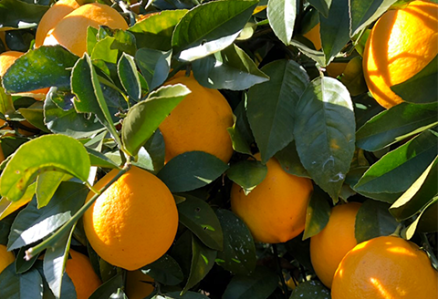 そのまんまのマイヤーレモン(レモンジュース：ストレート 計1.8L)900ml×2本入り【神東ファーム】