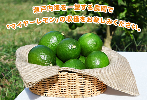 瀬戸内マイヤーレモン収穫体験【株式会社神東ファーム】