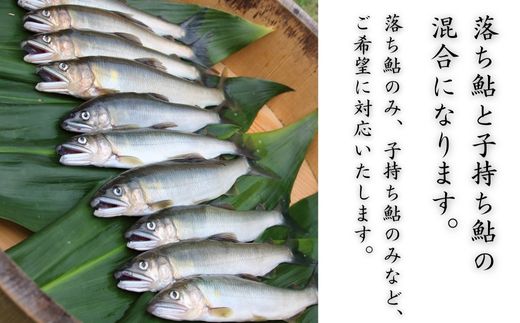 錦川産 天然鮎 冷凍 1kg 10匹程度 落ち鮎 子持ち アユ【錦川漁業協同組合】