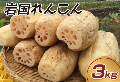 岩国 れんこん 泥付き 3kg【山口県農業協同組合】
