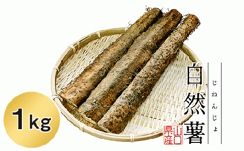 Agrimottoの「自然薯」１kg