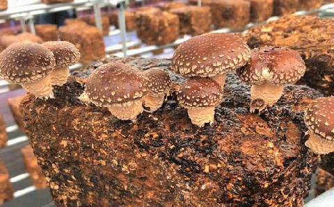 山口県産しいたけ「ひよりちゃん」バラエティセット【ひよりの里】