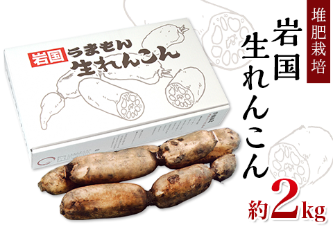 堆肥栽培岩国生れんこん 2kg【うまもん株式会社】