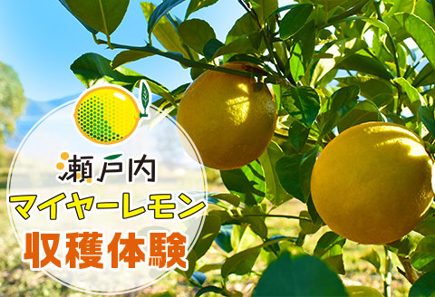 マイヤーレモン収穫体験 / 収穫体験 体験 レモン 収穫 農業体験 レモン狩り チケット 約3kg 12月 お持ち帰り 家族 子ども 観光 旅行 冬 体験型 思い出 アクティビティ 贈答 ギフト プレゼント 人気 おすすめ / 山口県岩国市/株式会社神東ファーム [BUBD011]