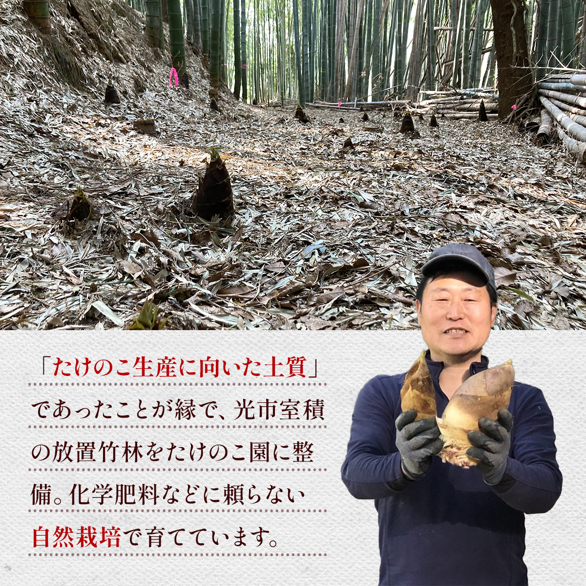 YA01 光市産朝掘りたけのこ 2kg [2026年4月上旬から4月中旬にかけて順次発送予定] 山口県光市産 たけのこ 筍 タケノコ 国産 野菜 旬 新鮮 採りたて 煮物 味噌汁 炊き込みご飯
