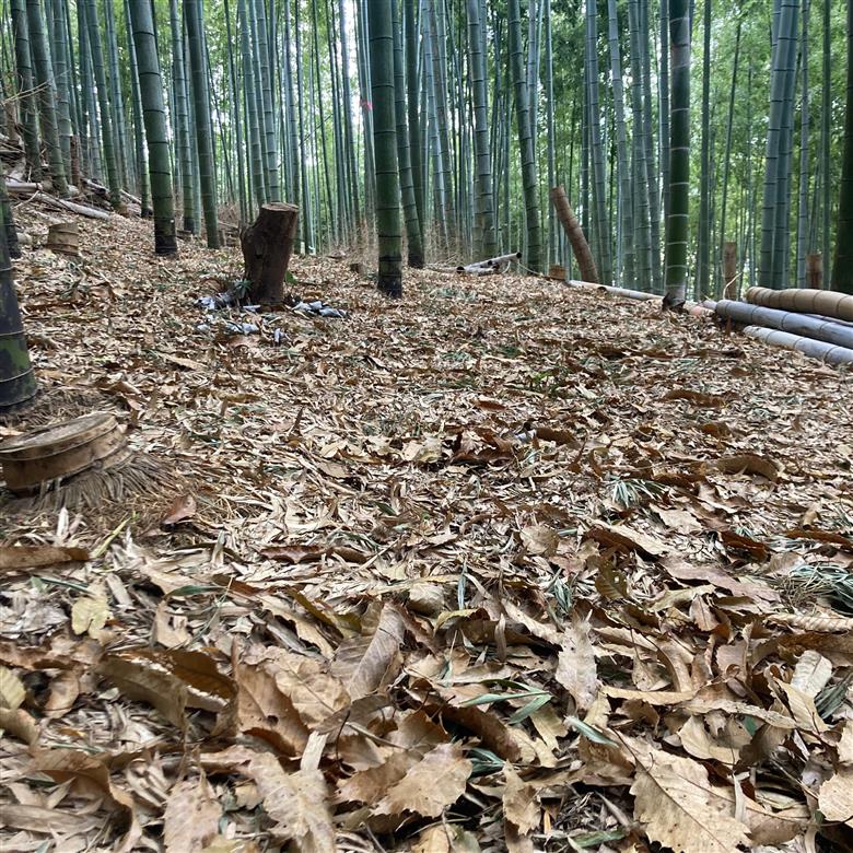 YA01 光市産朝掘りたけのこ 2kg [2026年4月上旬から4月中旬にかけて順次発送予定] 山口県光市産 たけのこ 筍 タケノコ 国産 野菜 旬 新鮮 採りたて 煮物 味噌汁 炊き込みご飯