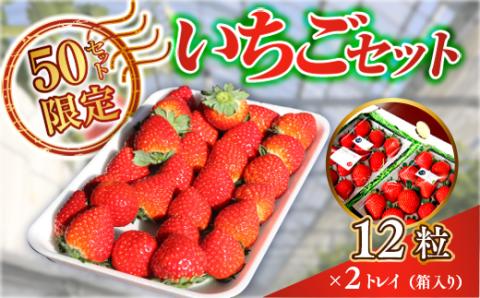 E007 光市産いちご 「ひかりのルビー」いちご （12粒×2パック）約600g 50セット限定 【2026年1月12日以降発送】