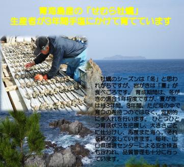 牡蠣 カキ 岩ガキ 岩がき 岩牡蠣 岩カキ 大容量 海のミルク 濃厚 クリーミー 夏バテ防止 10kg  焼き 蒸し 加熱 (1405)