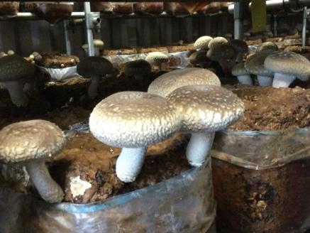 椎茸 シイタケ 菌床しいたけ  ヤマカ精工 大容量 12袋 1.8㎏ 野菜 長門市(10019)