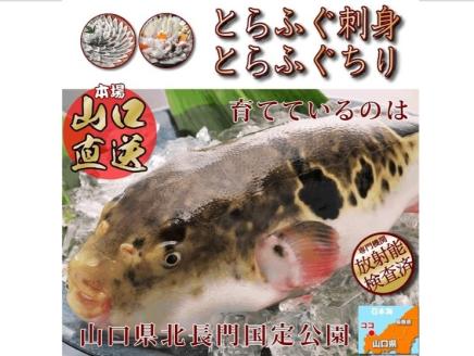 ふぐ 刺身 てっさ ふぐ刺し とらふぐ 刺身 2人前（とらふぐ刺身60g ふぐ皮湯引き40g ポン酢・薬味付き）冷凍 きらく 長門市 配送日指定可能 日時指定可能  (10031)