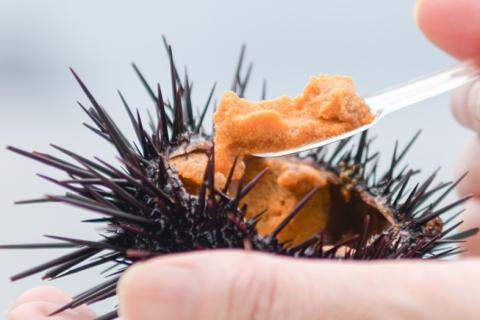 【訳あり】殻付きウニ 15個(1個約5cm未満) 【訳アリ 小サイズ 生うに 雲丹 生うに 雲丹 殻付き ムラサキウニ 山口県 長門市】(1407)