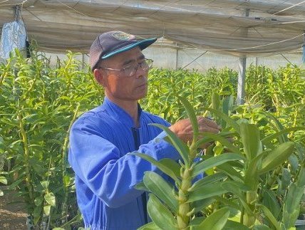 (1261)長門産　高見洋蘭園のデンドロビウムお届け便（6号鉢）　母の日　ギフト