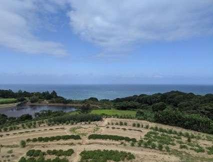 青舞　ジン　アルコール　お酒(1254)