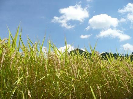 (1401)米　精米　白米　特別栽培米　穂垂米　「コシヒカリ」　20kg　【令和5年産】