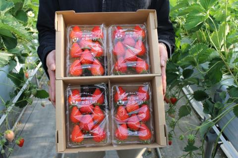 いちご 苺 かおりの 280g×4パック 合計1.1kg 長門市(10085)