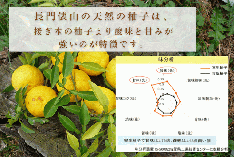 (12027)ゆずづくしセット 実生ゆず 柚子茶 柚子酢 ゆずネード 俵山 長門市