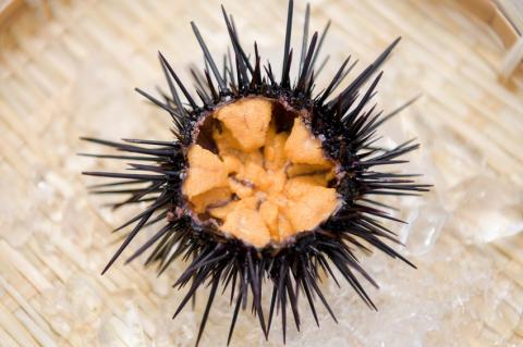 塩水ウニ 80g 【生うに 雲丹 冷蔵 長門市 ムラサキウニ 山口県】(12020)