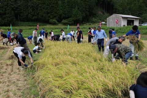(1028)お米 精米 白米 棚田米 米「きぬむすめ」10kg 令和6年度産