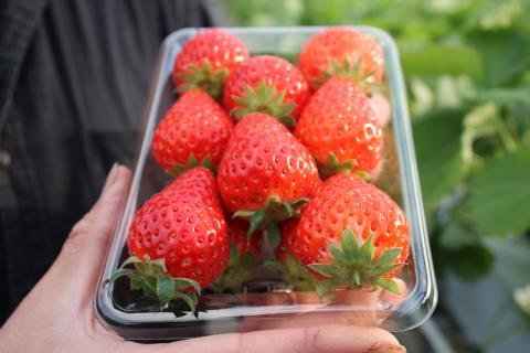 いちご 苺 かおりの 280g×4パック 合計1.1kg 長門市(10085)