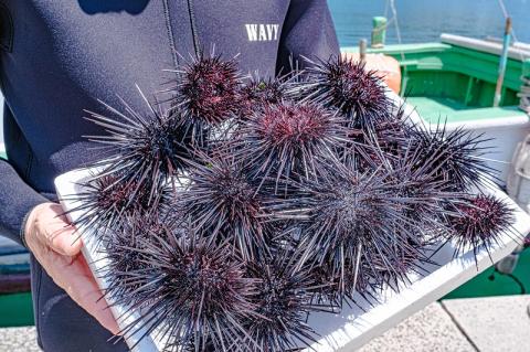 瓶詰めウニ 天然 ムラサキウニ 最高級 2本セット 60g×2本 合計120g 長門市 (12026)