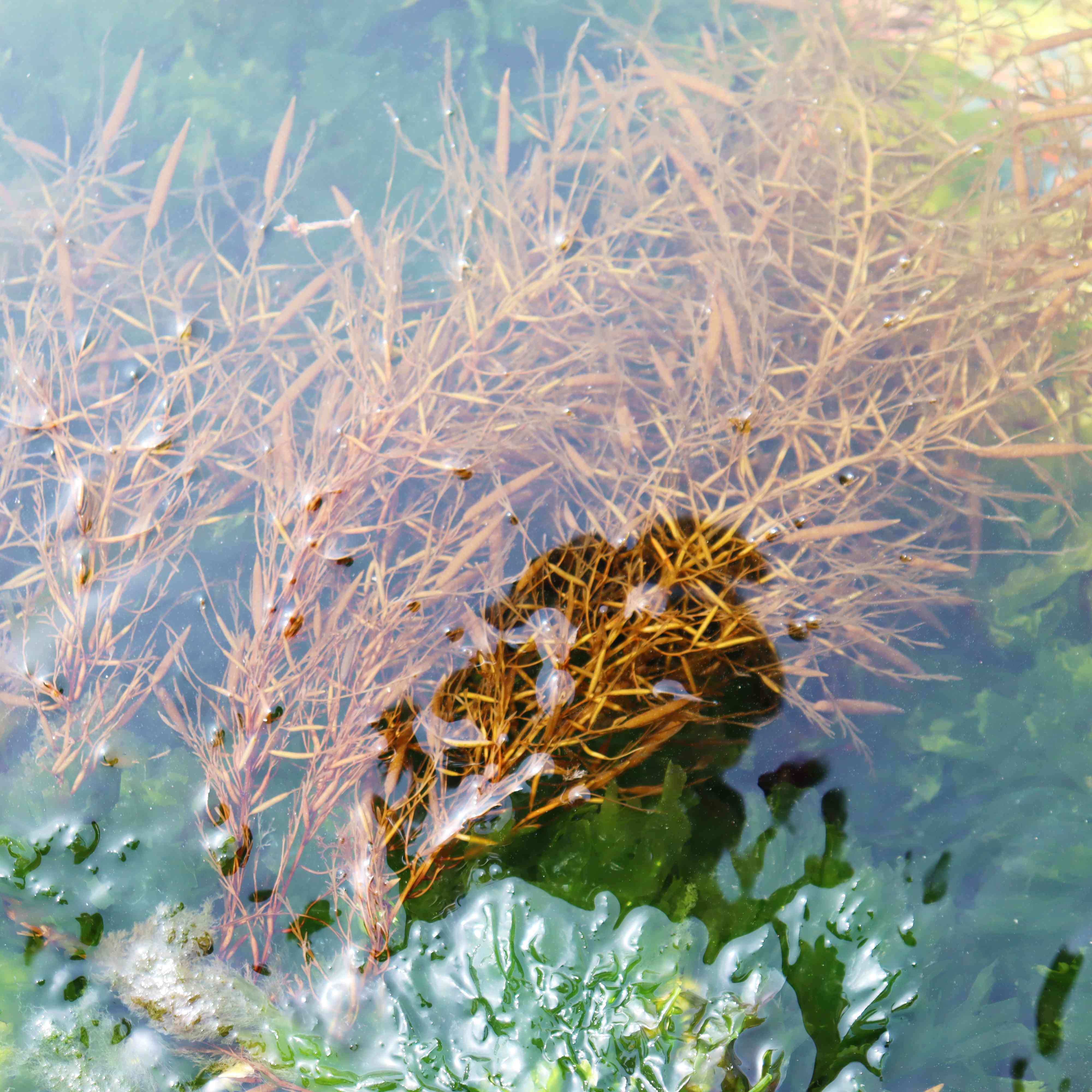アカモク 大容量 280g×3本 合計840g 海藻 山口県産 冷凍 無添加 無着色 保存料不使用 あかもく 産地直送 ギフト 健康(10110)