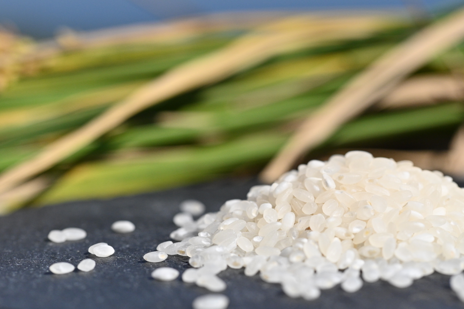 【令和7年度産】 お米 3kg 山口県産 長門市 日置ノ庄米 白米 ご飯 精米 ブレンド米 こしひかり ひとめぼれ きぬむすめ にじのきらめき 国産 (10164）