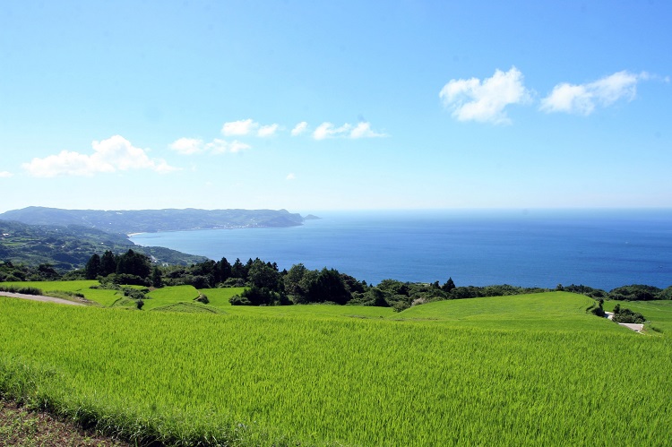 (1368)定期便 ながとのこめ コシヒカリ 玄米 1kg×5袋 合計5kg　毎月 全3回 合計15kg コシヒカリ 長門市