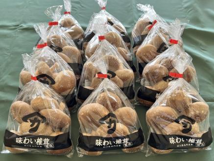 椎茸 シイタケ 菌床しいたけ  ヤマカ精工 大容量 12袋 1.8㎏ 野菜 長門市(10019)