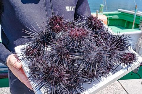 さざえうに サザエウニ さざえうにの瓶詰め 瓶詰め 栄螺 雲丹 3本セット 25g 刺身 味付 長門市(10026)