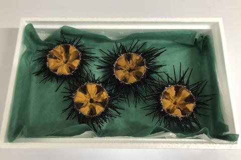 殻付きウニ 4個 冷蔵 【生うに 雲丹 殻付き ムラサキウニ 山口県 長門市】(10043)