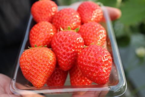 いちご 苺 かおりの 280g×4パック 合計1.1kg 長門市(10085)