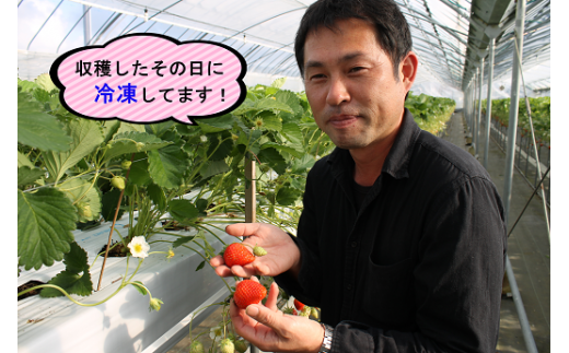 【訳あり】いちご 冷凍 かおりの 長門産かおりの 苺 イチゴ 500g×4 合計2kg ジャム スムージー(10140)