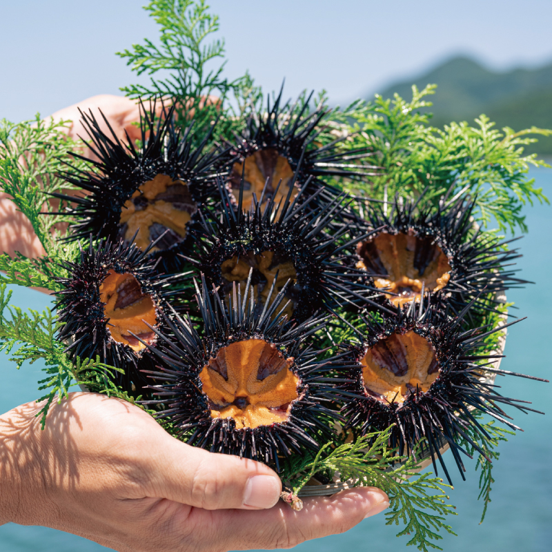 塩うに 長門産 ウニ瓶詰め 塩とウニだけ ウニ 雲丹 紫うに ムラサキウニ 黒ウニ 45g 2本(1387)
